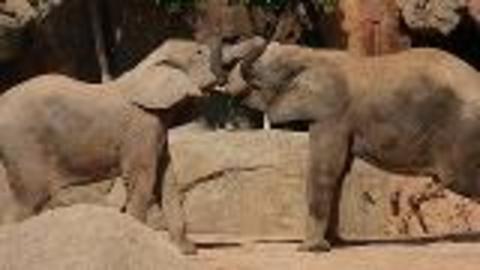 Elephants Empathetic Behavior