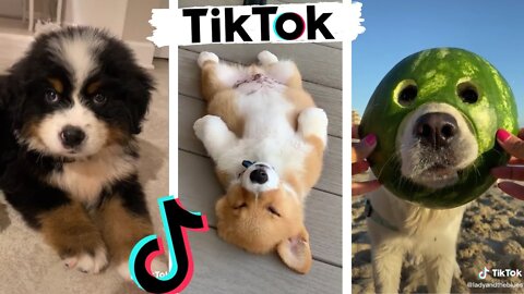 Funny Dogs of TikTok 🐶🐕