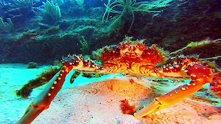 Diver has face to face encounter with giant crab in Belize