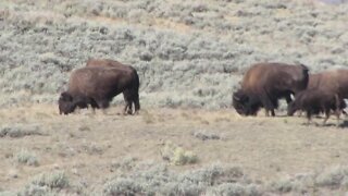 A herd in Yellowstone