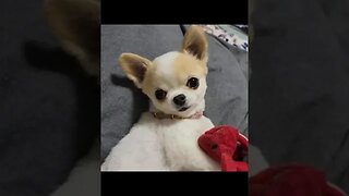Chihuahua Goes Viral...You Won't Believe What Happens Next!