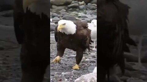 Águia Americana Andando na Pedreira #shorts