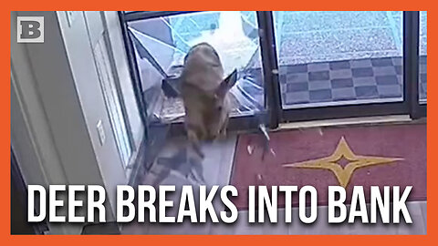 Alleged Money-Hungry Deer Busts Through Glass to Get Into Bank