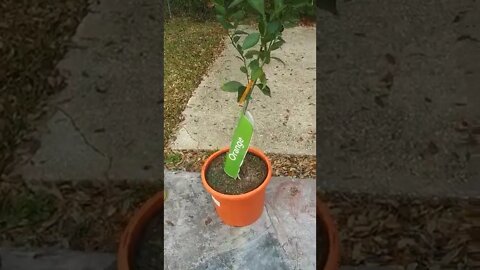 Self sustainability garden Orange & Lemon Trees