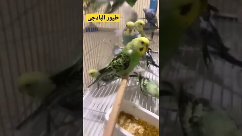 مجموعة من طيور البادجى هوكو كيوت روعة مرحبا