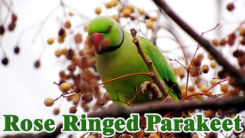 Rose Ringed Parakeet