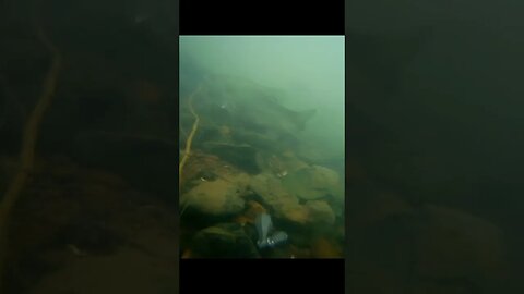 Underwater in the Tennessee River