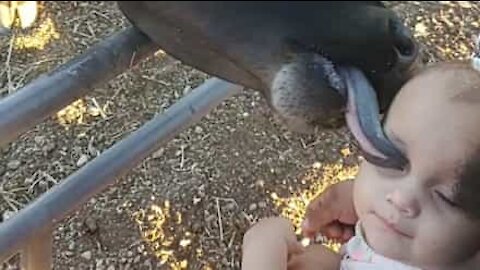 Cet adorable veau salue un bébé en lui léchant le visage