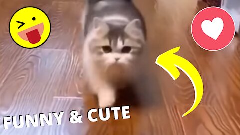 Funny and Cute Pet's Life #053