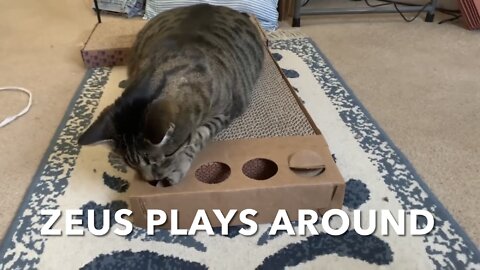 Zeus Plays Around
