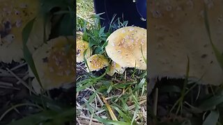 yard mushrooms