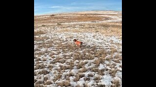 Colorado Pheasant Hunting 23es4
