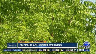 Emerald Ash Borer warning