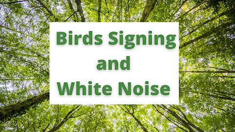 Bird's signing. Nature's sounds.