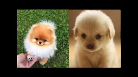 Cutest and Funniest Moments New Compilation of Baby Dogs 😍| Try Not To Laugh - Part 2