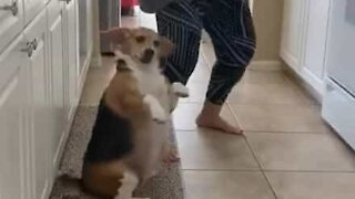Dog gets down and boogies with owner