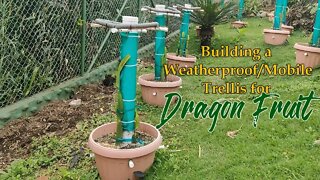 Building a Weatherproof & Mobile Dragon Fruit Trellis