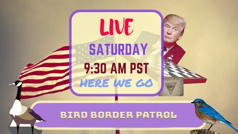 Saturday *LIVE* Bird Border Patrol Edition