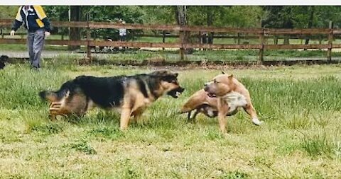 German shepherd and Pitbull attack each other