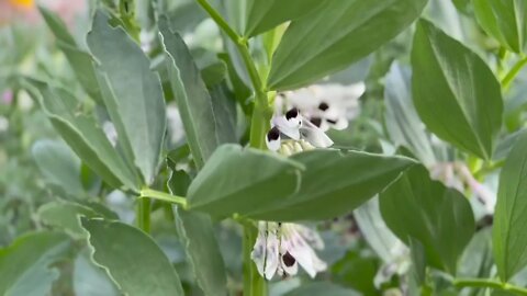 Blossom of Flowers, Fruit Trees, Fava Beans, Plants, in the Yard Garden in Early Spring.