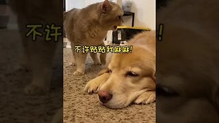 CAT VIDEO