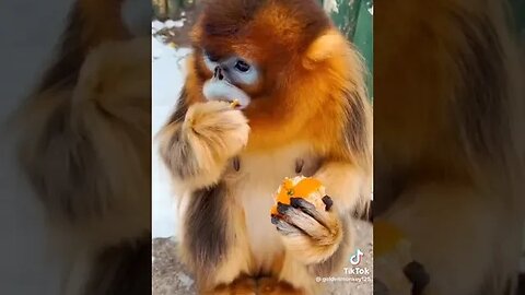 طريقة اكل القرد لليمون