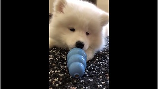 Samoyed puppy plays with new toy