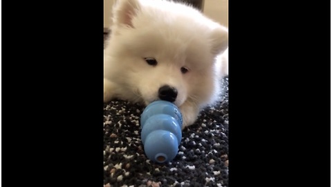 Samoyed puppy plays with new toy