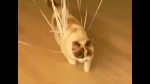 😺 Baloon Cat 😺