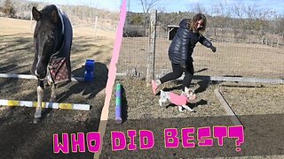 Dogs and horses try agility. Who did it best