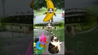 Banana Cat Vs Cucumber Cat! 🍌🥒