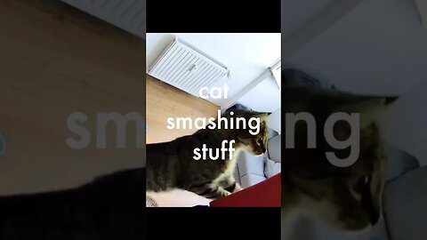 Cat smashing stuff on security camera