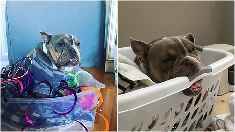 Plastic storage bins make a bulldog feels safe again.