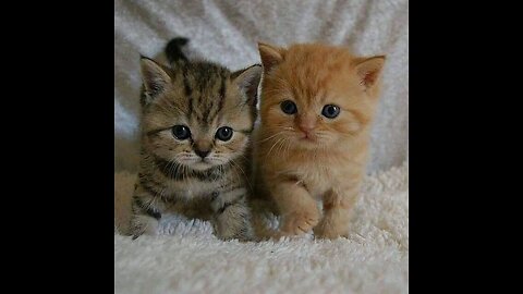 Cute kittens 🥰💗💗funny kittens 🐱