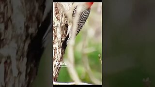 Woodpecker #wildlife 1