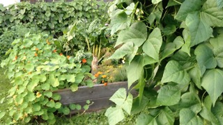 Wild rabbit makes nest in garden bed