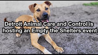 Detroit Animal Care and Control is hosting an Empty the Shelters event