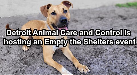 Detroit Animal Care and Control is hosting an Empty the Shelters event