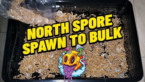 North Spore Boomr Bag Spawn To Bulk...Again | Boomr Kit EP4