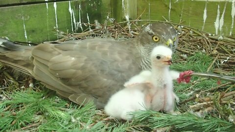 FALCON Smashes Out Sleeping Baby Bird || Falcon Attack | Sparrow Hawk | Juvenile peregrine falcon