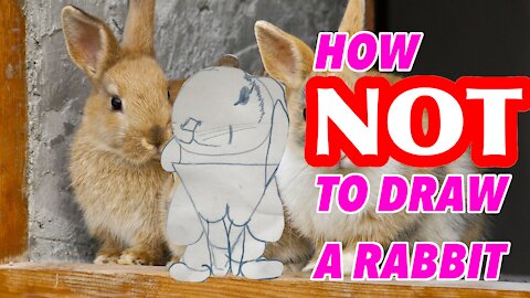 HOW TO DRAW A RABBIT (kind of)