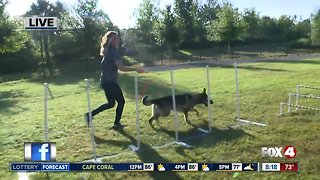 News blooper: Dog is unclear about how to run the obstacle course