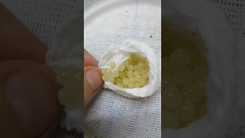 How to pull a p. metallica and p irminia egg sac. Gooty sapphire and suntiger tarantula.