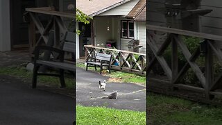 Cat food waits for no chicken! #chickens #cats