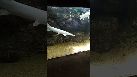 Albino Aligator Fish 😉