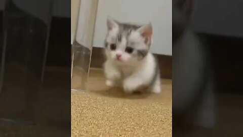 cute kitten #cats #cat #funnycute #funnyanimals #funniestvideo #funny #funnypuppy #funnyanimal