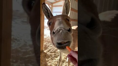 Donkey unsure about eating carrots Ep.4