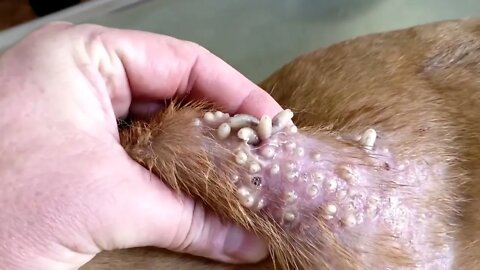 Uncountable Mangoworms Parasites On a Dog