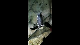 Kids playing with penguins