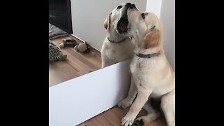 Puppy can't stop kissing his mirror reflection